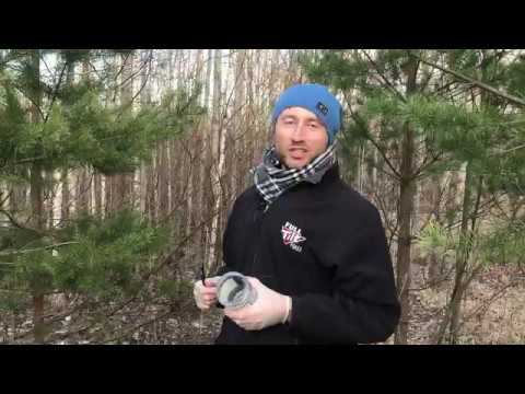 Как и зачем собирать сосновые почки?