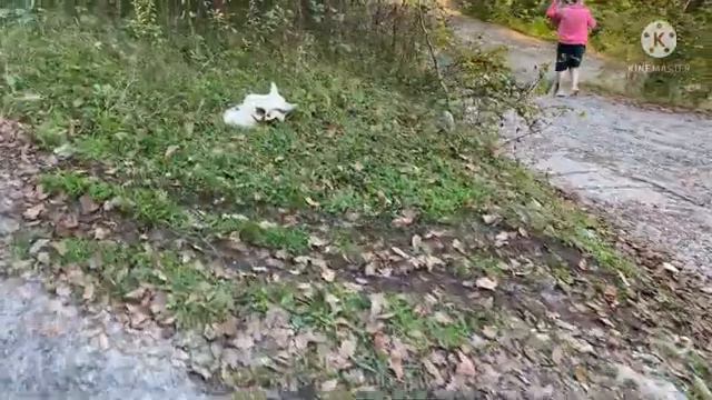 Туристическая поездка в Абхазию, Термальные источники, Черниговка Ольгинские водопады. смотреть онлайн