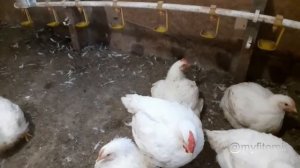 Яйцо от своих бройлеров для инкубации