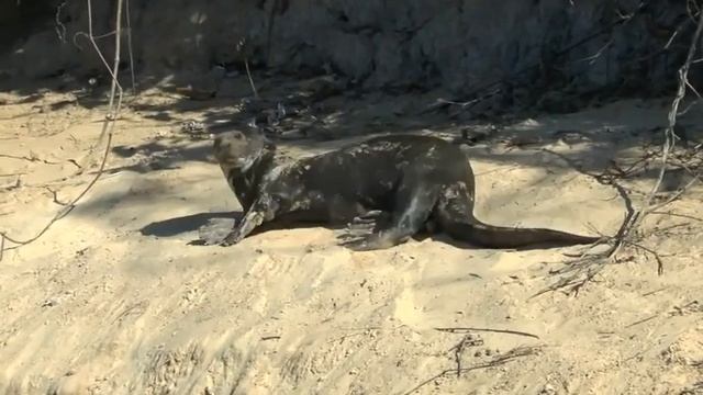 Single otter playing on the send bank смотреть онлайн