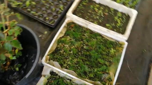 Черенкование голубики, клюквы, брусники в тумане. смотреть онлайн