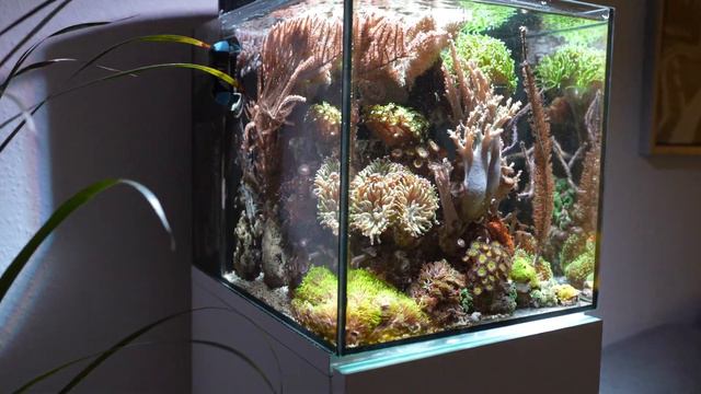 REEF TANK in 4k - Mixed coral reef aquarium *Reef Relax* смотреть онлайн