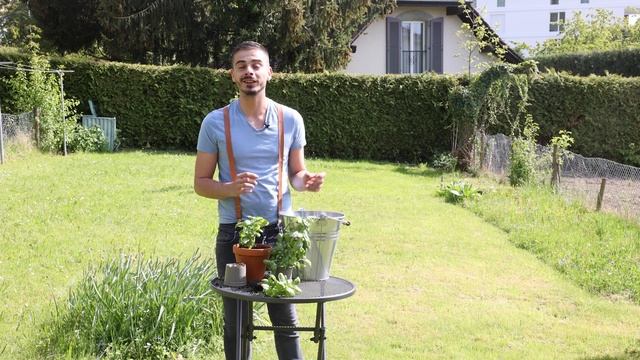 Réussir la culture du basilic смотреть онлайн