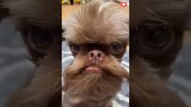 ШЕРСТЯНЫЕ ОПЯТЬ в ДЕЛЕ | твоя серия :)