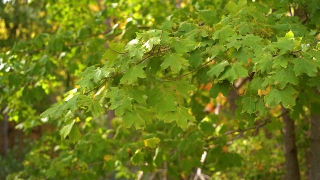 How to Use Leaves to Identify Trees смотреть онлайн