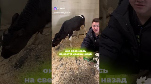 Вы когда-нибудь видели благодарные глаза буренки? 🐮 смотреть онлайн