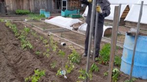 Высадка томатов в открытый грунт. Мотоблок в помощь.