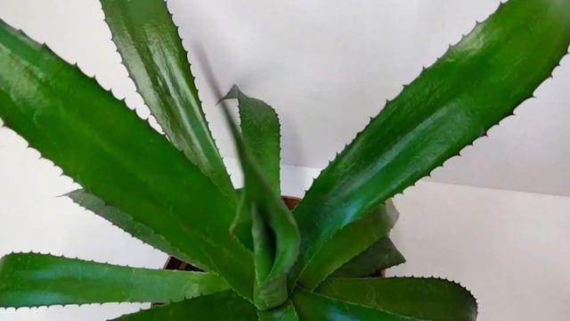 The Plant Traveller: Agave or Furcraea What is this Plant ? Let us hear your ID. смотреть онлайн