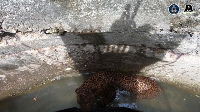 Wildlife SOS Saves A Leopard From A 30-Ft-Deep Well смотреть онлайн