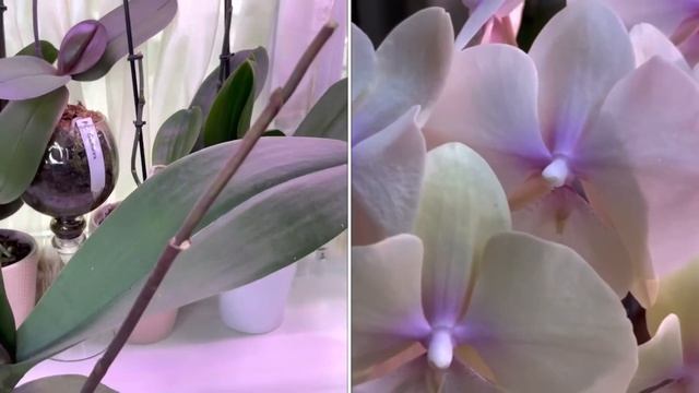 Безжалостно отрезаю цветоносы. ? Готовимся к новому цветению. ? смотреть онлайн