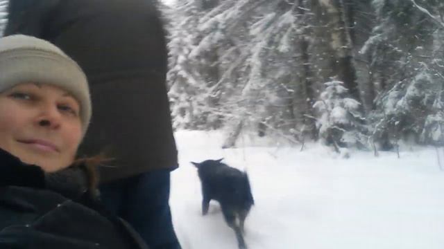 Зимние покатушки на мотоблоке Нева. Семья взборе.08.12.2017 г смотреть онлайн
