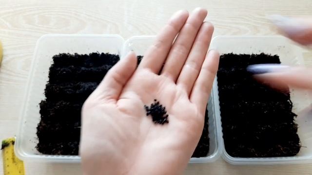 Лук репчатый из семян. Головка до 3! кг смотреть онлайн