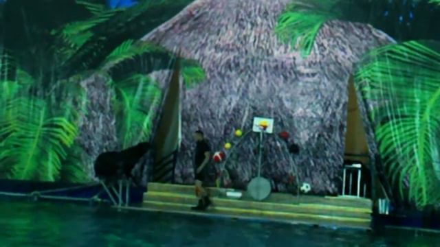 В Дельфинарий в Бийске.(3) смотреть онлайн