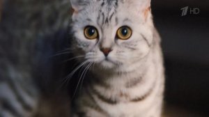 Whiskas - Реклама