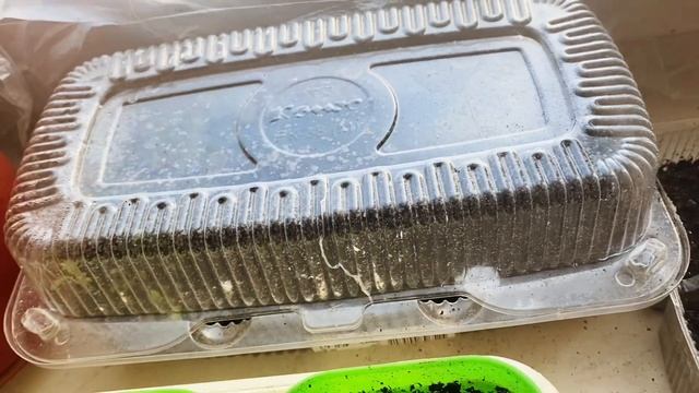 ВЫРАЩИВАЮ РАССАДУ НА ПОДОКОННИКЕ?КАК ГЕРАНЬ РАСТЕТ НА КУХНЕ??В ОЖИДАНИИ ХОЗЯИНА??? смотреть онлайн