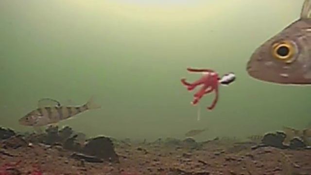 Зимняя рыбалка. Ловля окуня на мормышку с подводной камерой!