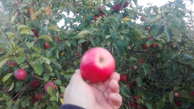 ЯБЛОНЯ ОСЕННЯЯ СОРТ СЛАВА ПОБЕДИТЕЛЯМ (СЛАВА ПЕРАМОЖЦАМ) /// САД.БЕЛ смотреть онлайн