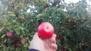 ЯБЛОНЯ ОСЕННЯЯ СОРТ СЛАВА ПОБЕДИТЕЛЯМ (СЛАВА ПЕРАМОЖЦАМ) /// САД.БЕЛ