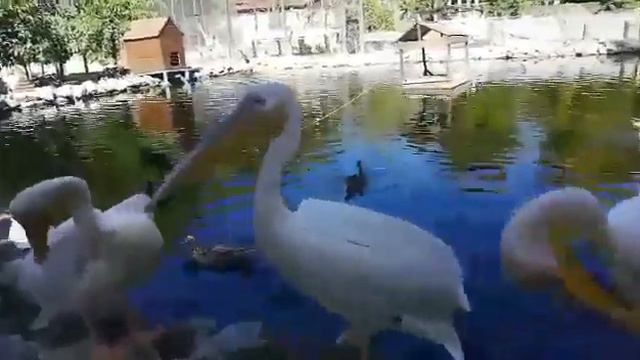 Бахчисарайский парк, лучшее, что мы видели смотреть онлайн