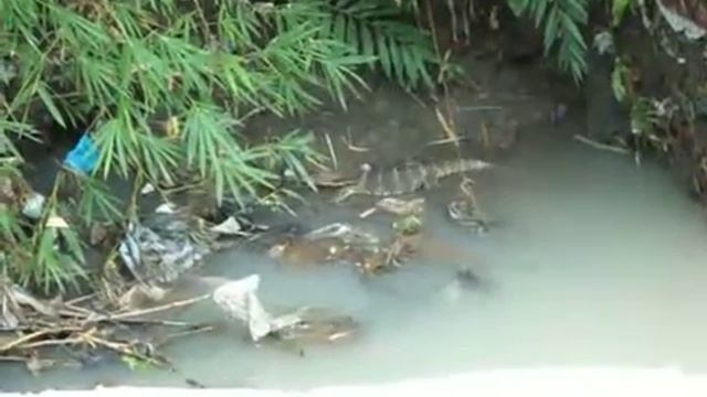 Water monitor at Bali / Полосатый варан на Бали смотреть онлайн