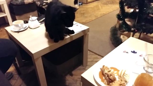 #567 Самое доброе кафе в Кракове. Kocia Kawiarnia w Krakowie. смотреть онлайн