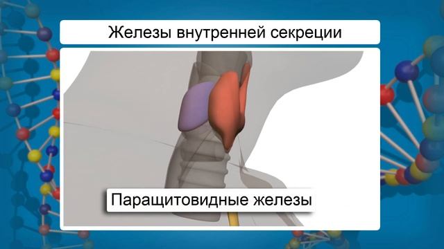 Железы внешней, внутренней и смешанной секреции. Эндокринная система. Видеоурок по биологии 8 класс смотреть онлайн
