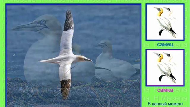 Олуша. Голоса птиц смотреть онлайн