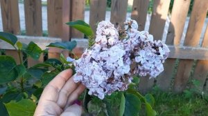 СИРЕНЬ В САДУ. 8 сортов (Ами Шотт, Анна Шиач, Памяти Людвига Шпета, Мулатка и т.д)