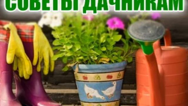 ЧЕРЕНКОВАНИЕ РОЗ В ГАЗЕТЕ смотреть онлайн