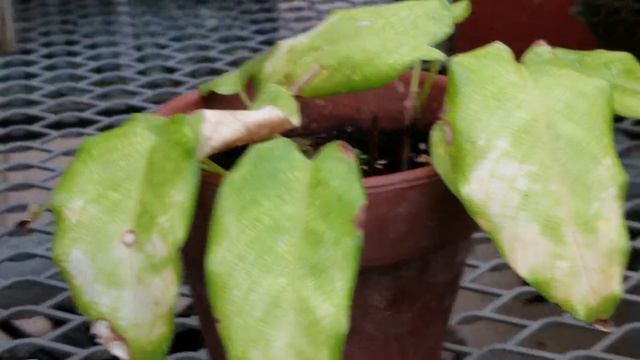 CALATHEA MUSAICA PLANT - BRAZIL смотреть онлайн