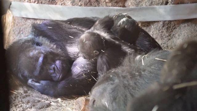 Female Toto gives baby gorilla Sumomo a piggyback ride | Gorilla Haoko Family смотреть онлайн