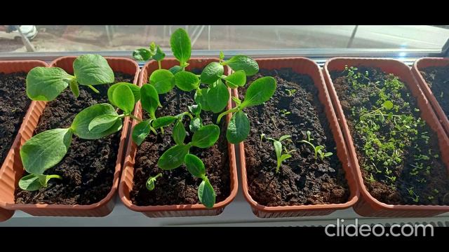 Посадка рассады смотреть онлайн