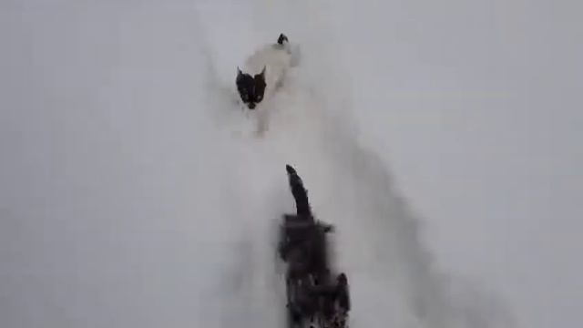 Зимняя прогулка. Чихуахуа питомник Кихосому смотреть онлайн