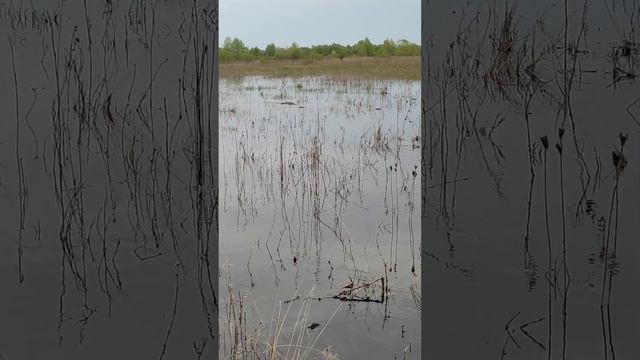 нерест сазану смотреть онлайн