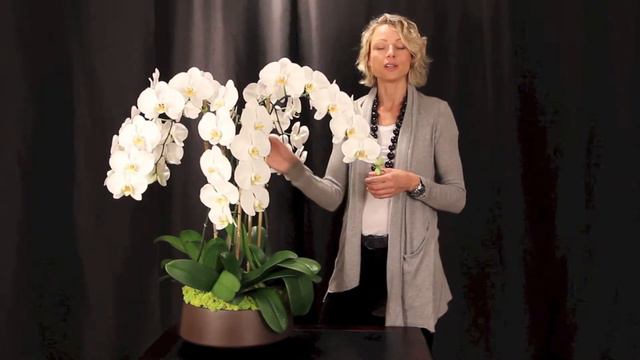 Orchid Arrangement Grandioso Brown by Orchid Diva NYC смотреть онлайн