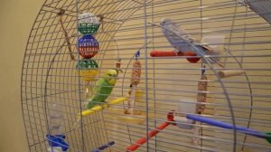 Мальчик? Или девочка? Как определить пол волнистого попугая.