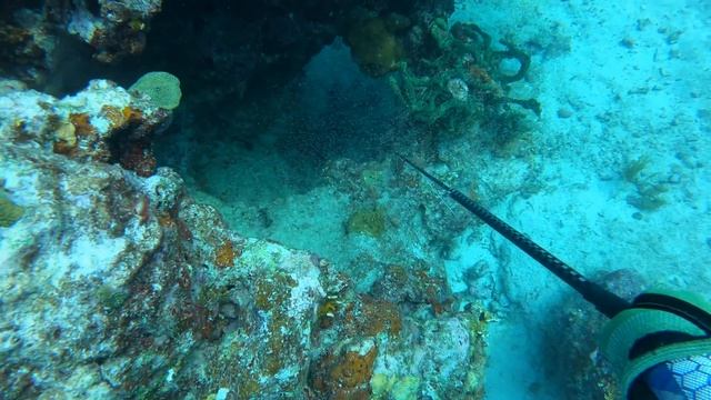 Finding The Tree of Life | Wahoo Grouper & Lion Fish | CCC смотреть онлайн