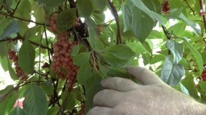 Как вырастить на даче китайской лимонник