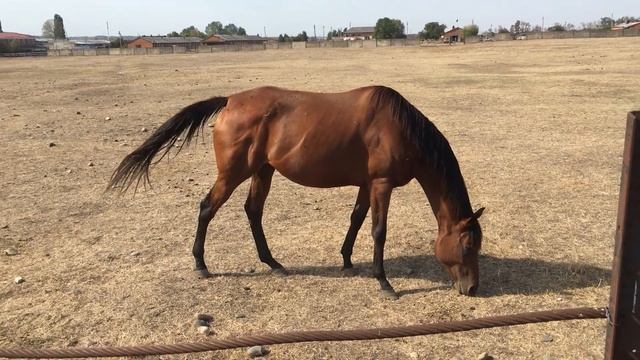 "Ход конём": На пастбище/ "Horse move": At pasture смотреть онлайн
