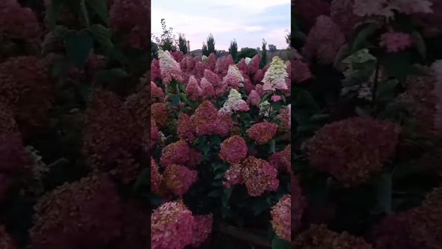 Гортензии Литл Спуки и Бобо - их особенности и отличия. смотреть онлайн