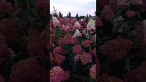 Гортензии Литл Спуки и Бобо - их особенности и отличия.