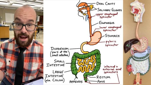 Digestive Tract Anatomy And Physiology