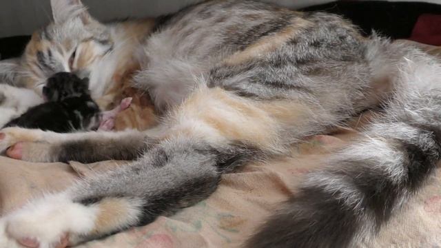 Как я принимала роды у кошки? Как избавиться от блох у новорожденных котят? - ASANYA смотреть онлайн