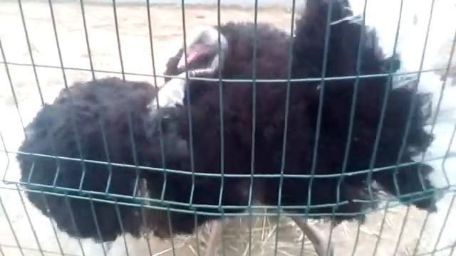 Страус..ostrich.Танцующий страус Гриша. смотреть онлайн