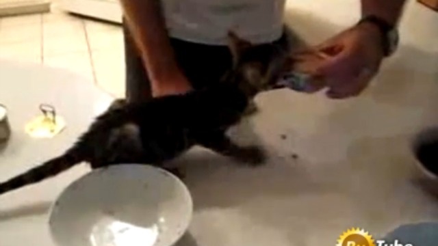 Голодный кот, хуже собаки смотреть онлайн