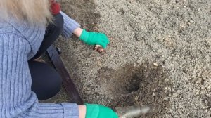 Как сажать канны