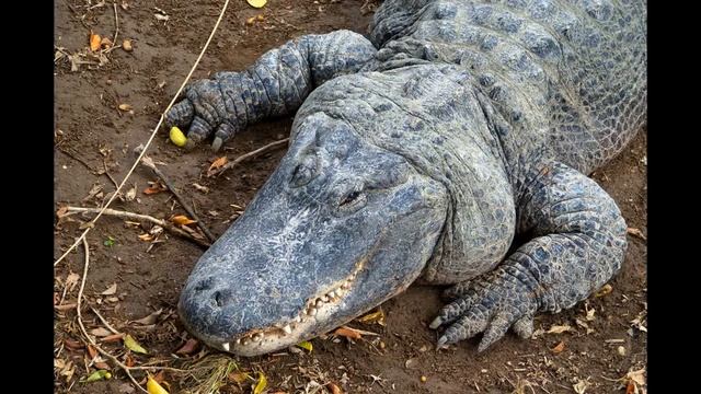 NIKON D100 дает фору. смотреть онлайн