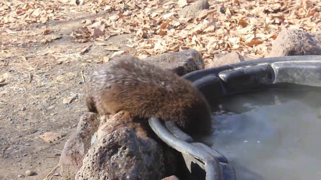 Выдра по имени Мымра в Сафари-парке смотреть онлайн