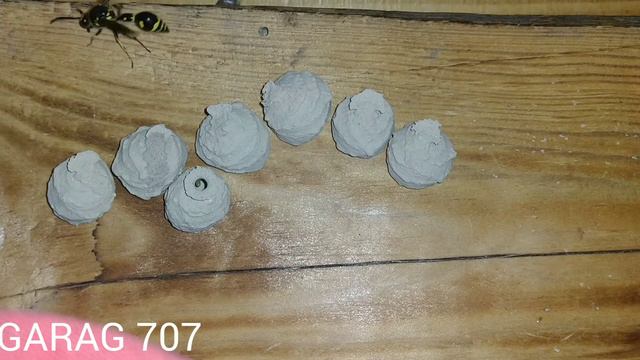 ОСА ГОНЧАР ,wasp Potter...