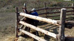 Небольшой урок для тех кто сам хочет обучить свою лошадь!